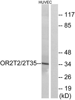 Olfactory receptor 2T2/35 antibody