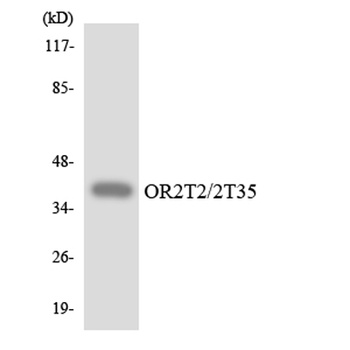 Olfactory receptor 2T2/35 antibody
