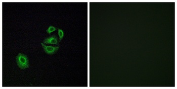 Olfactory receptor 2T2/35 rabbit pAb