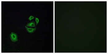 Olfactory receptor 2T2/35 antibody