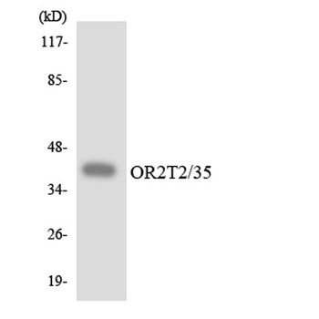 Olfactory receptor 2T2/35 antibody