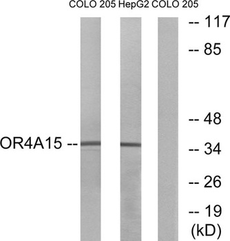 Olfactory receptor 4A15 antibody