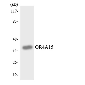 Olfactory receptor 4A15 rabbit pAb Antibody
