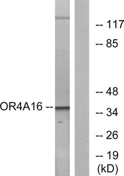 Olfactory receptor 4A16 antibody