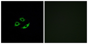 Olfactory receptor 4C12 rabbit pAb