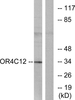 Olfactory receptor 4C12 antibody