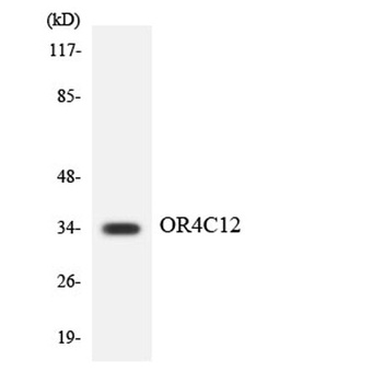 Olfactory receptor 4C12 rabbit pAb