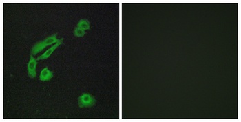Olfactory receptor 4C13 rabbit pAb
