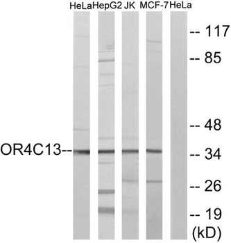 Olfactory receptor 4C13 rabbit pAb
