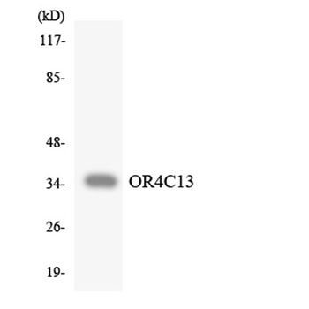 Olfactory receptor 4C13 rabbit pAb