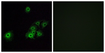 Olfactory receptor 4C15 rabbit pAb