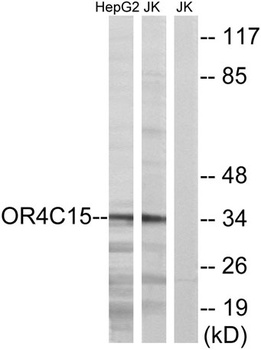 Olfactory receptor 4C15 rabbit pAb