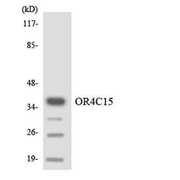Olfactory receptor 4C15 rabbit pAb