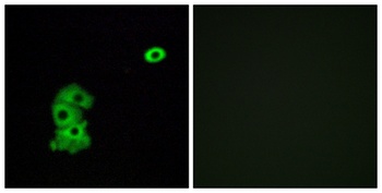 Olfactory receptor 4C6 antibody