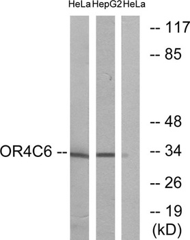 Olfactory receptor 4C6 rabbit pAb