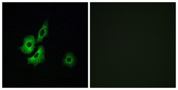 Olfactory receptor 4D1 rabbit pAb