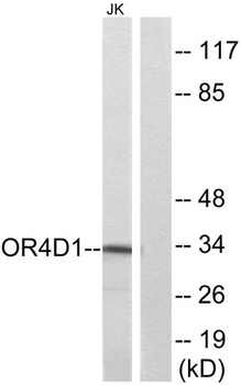 Olfactory receptor 4D1 rabbit pAb