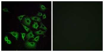 Olfactory receptor 4K14 rabbit pAb