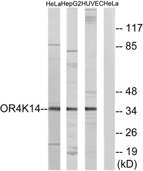 Olfactory receptor 4K14 antibody