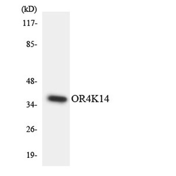 Olfactory receptor 4K14 antibody