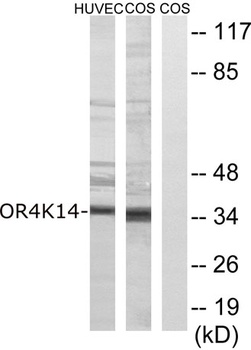 Olfactory receptor 4K14 antibody