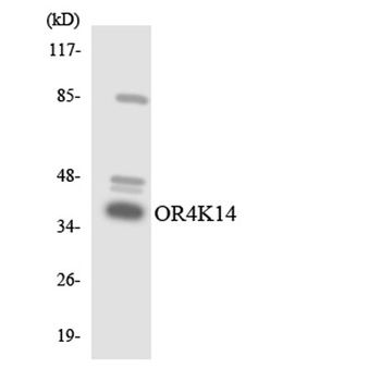 Olfactory receptor 4K14 rabbit pAb