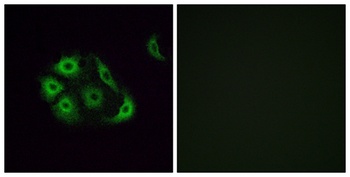 Olfactory receptor 4P4 rabbit pAb