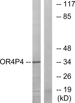 Olfactory receptor 4P4 rabbit pAb
