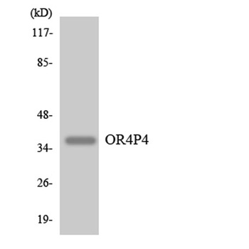 Olfactory receptor 4P4 antibody