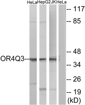 Olfactory receptor 4Q3 antibody