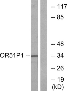 Olfactory receptor 51D1 rabbit pAb