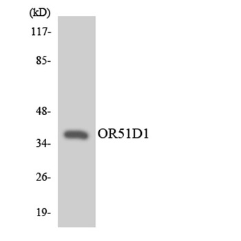 Olfactory receptor 51D1 rabbit pAb