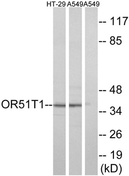 Olfactory receptor 51T1 rabbit pAb