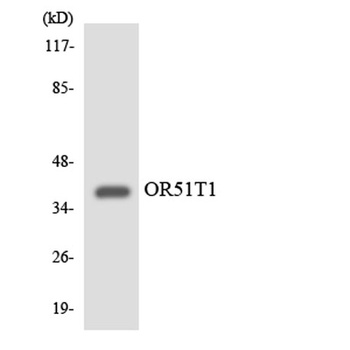 Olfactory receptor 51T1 rabbit pAb