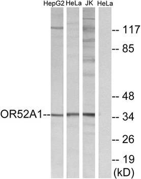 Olfactory receptor 52A1 antibody