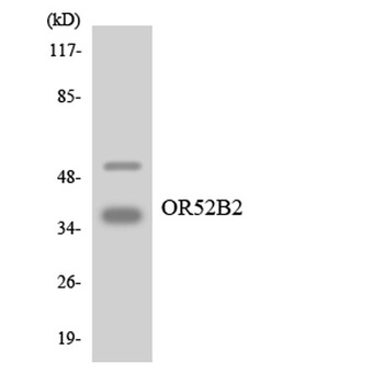 Olfactory receptor 52B2 rabbit pAb