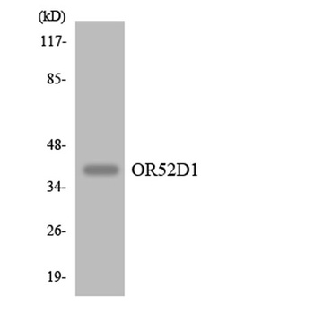 Olfactory receptor 52D1 antibody