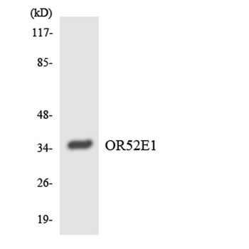 Olfactory receptor 52E1 rabbit pAb Antibody