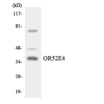 Olfactory receptor 52E4 rabbit pAb