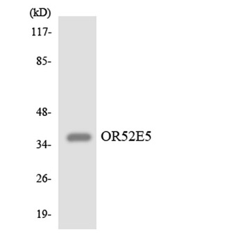 Olfactory receptor 52E5 rabbit pAb