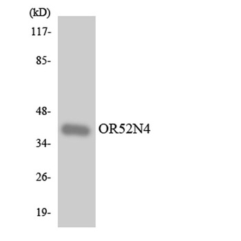 Olfactory receptor 52N4 rabbit pAb