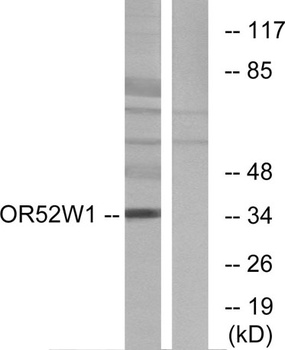 Olfactory receptor 52W1 antibody