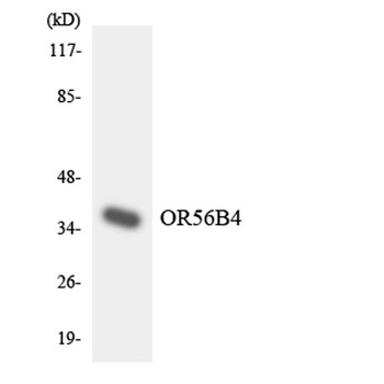 Olfactory receptor 56B4 antibody
