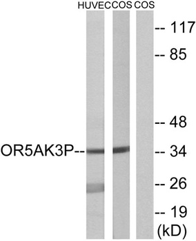 Olfactory receptor 5AK3 antibody