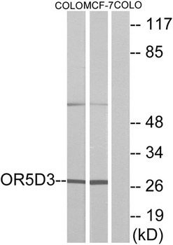 Olfactory receptor 5D3 antibody