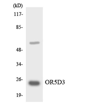 Olfactory receptor 5D3 antibody