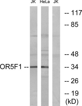 Olfactory receptor 5F1 rabbit pAb