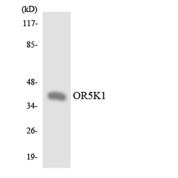 Olfactory receptor 5K1 antibody