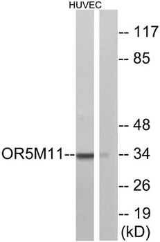 Olfactory receptor 5M11 rabbit pAb Antibody