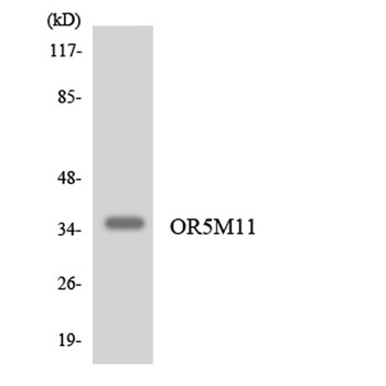 Olfactory receptor 5M11 antibody